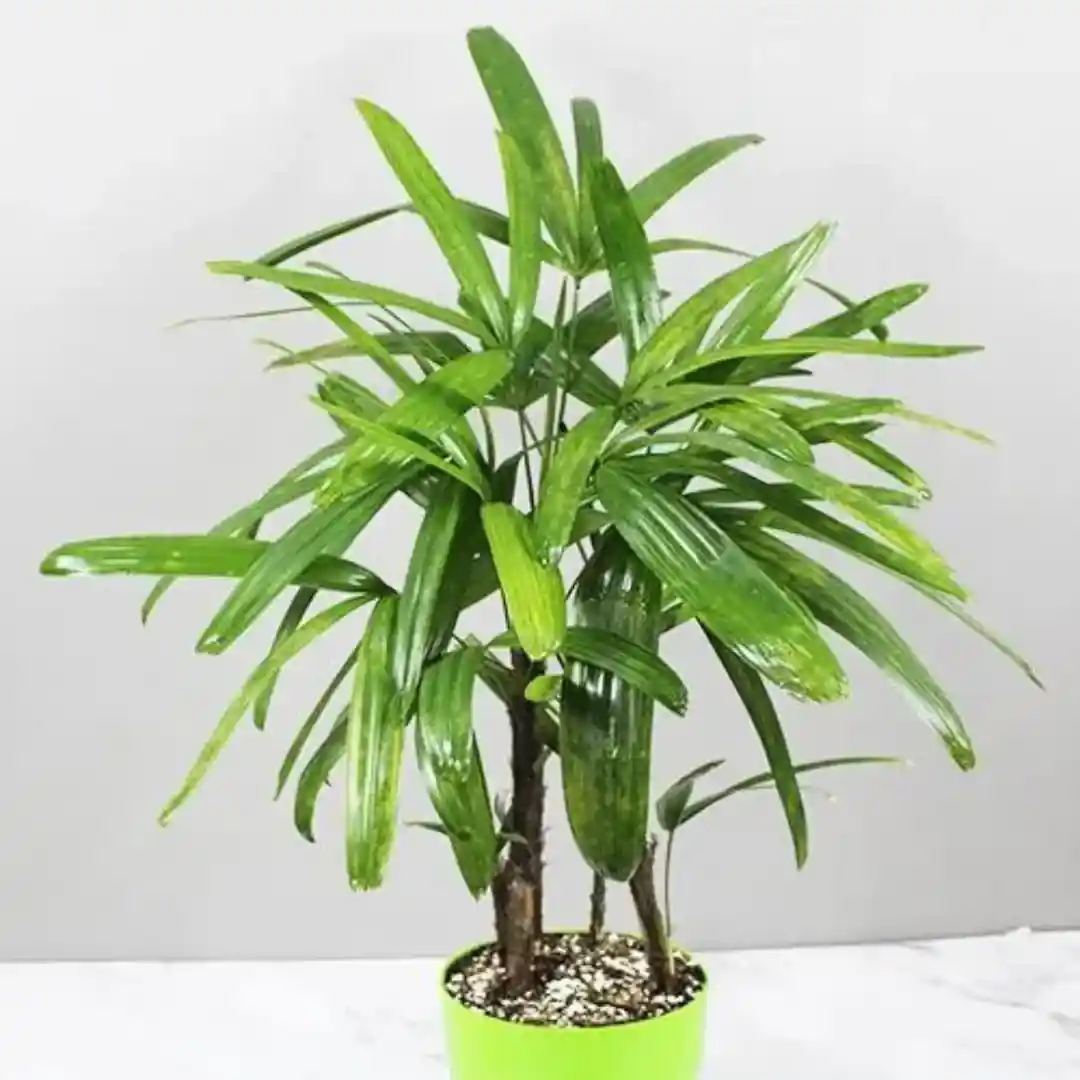 Rabbis Palm